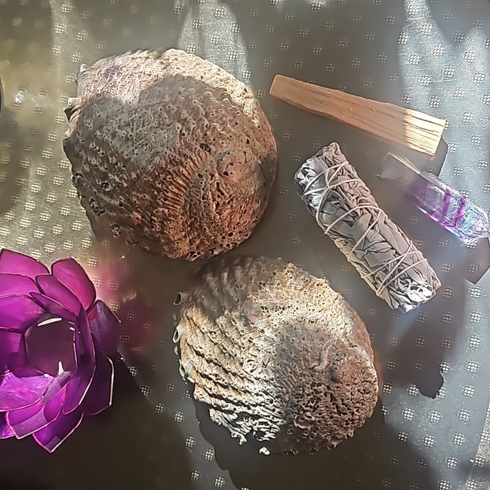 Two abalone shells - Picture 4 of 4